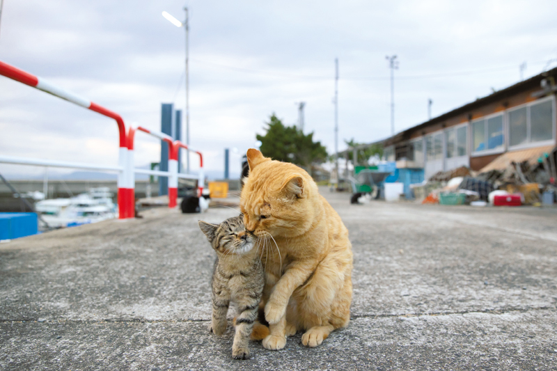 大きい猫と子供の猫がすり寄ってる写真