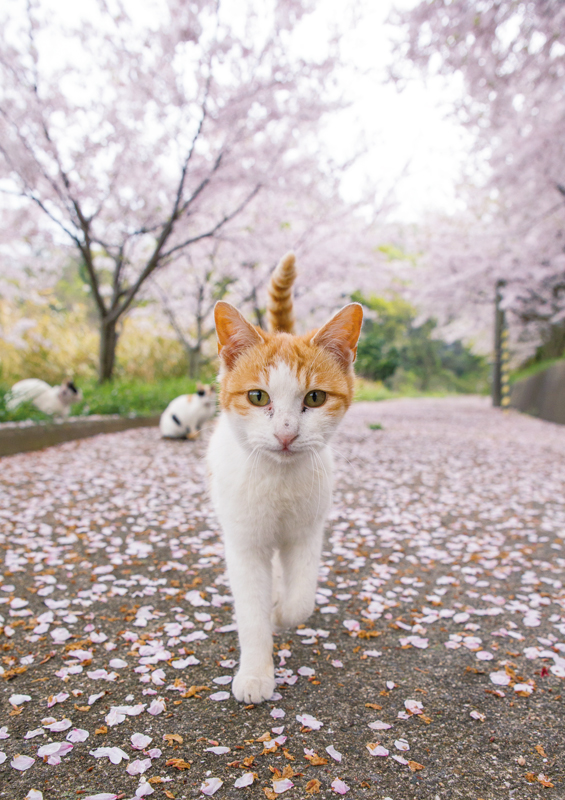 サクラ並木を歩いている猫