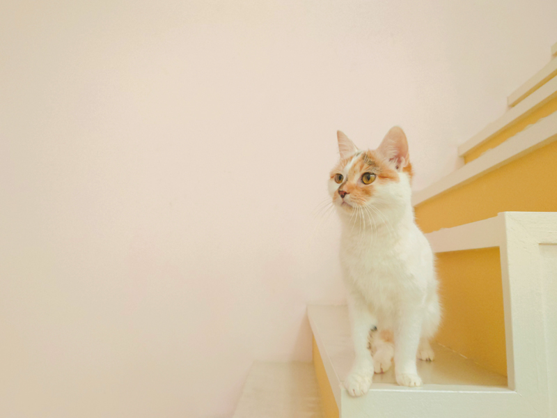 階段に猫が座っている写真