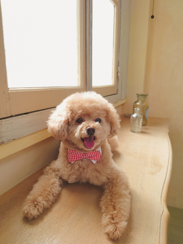 窓のそばで座っている犬の写真