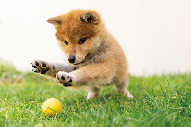 ボールをおいかける犬の写真