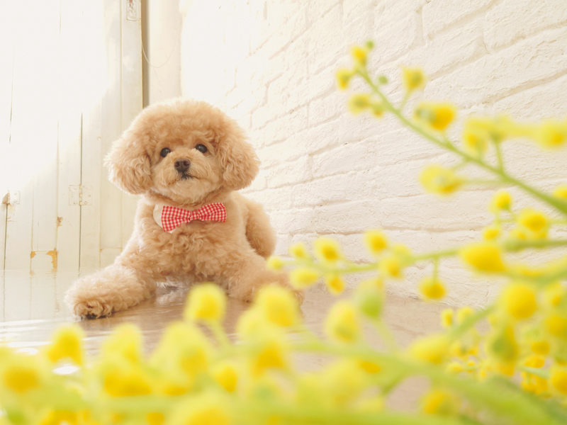お花と一緒に写っている犬の写真