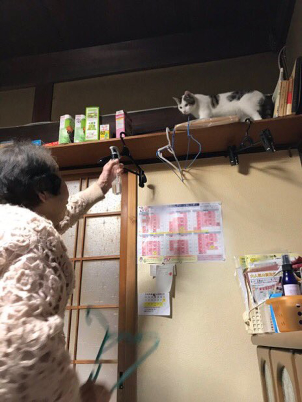 猫と遊ぶ木村セツさん