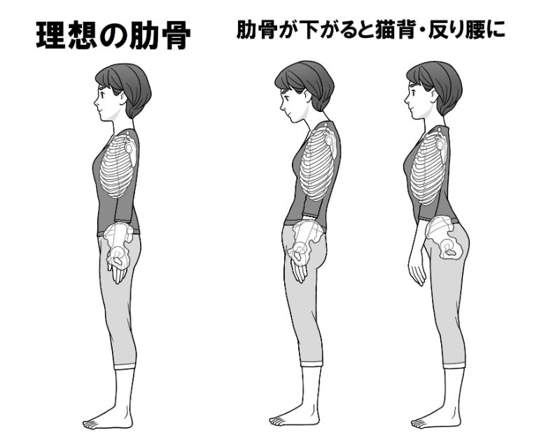 肋骨を横からみた図