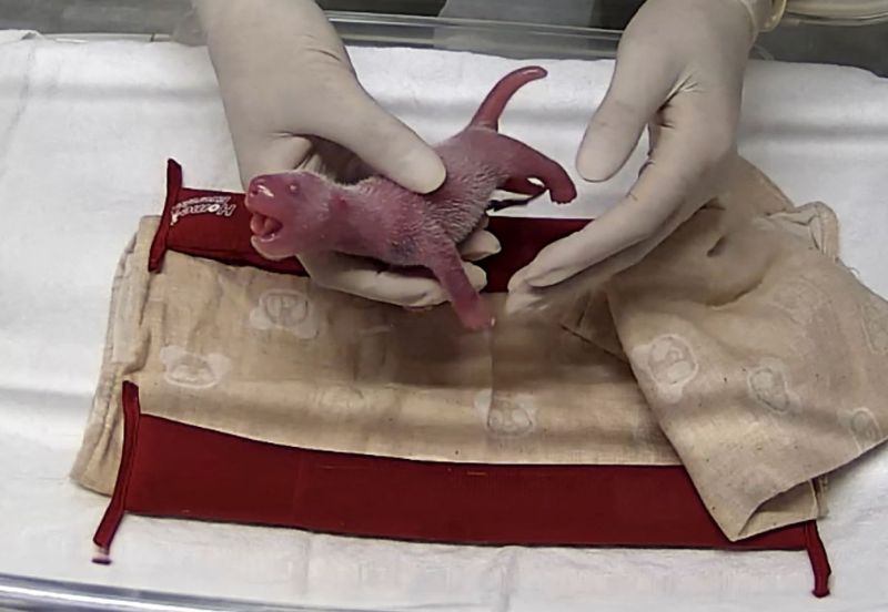 上野動物のパンダ、シンシンが出産した双子の赤ちゃん