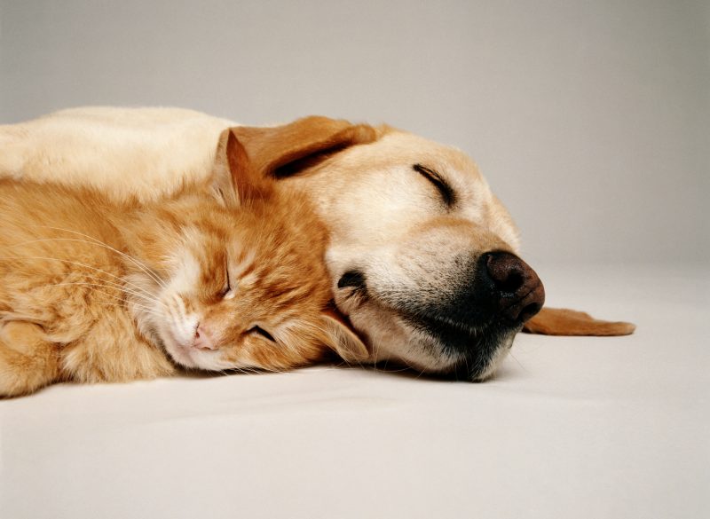 犬と猫が寝ている写真