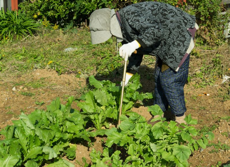 家庭菜園をするシニア女性の写真
