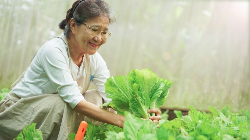 畑で野菜を作る穏やかな笑顔のシニア女性