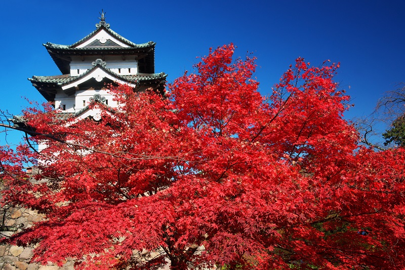 熊本城と紅葉