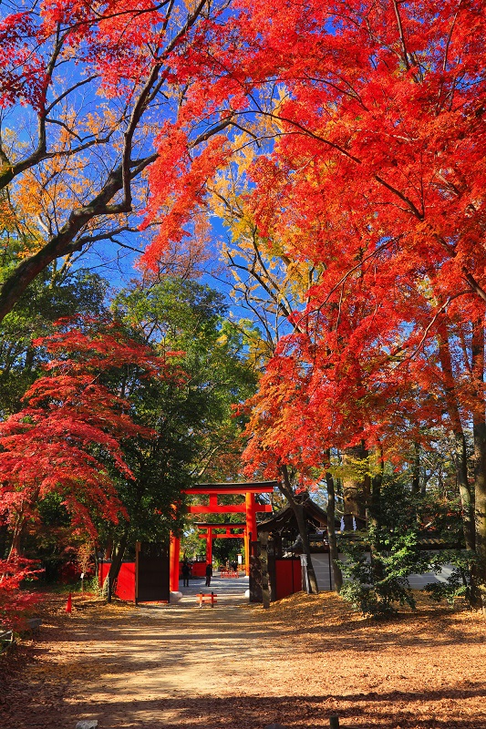 京都の下鴨神社と紅葉