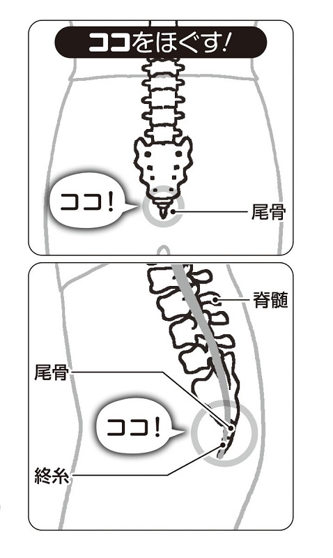 尾骨の位置