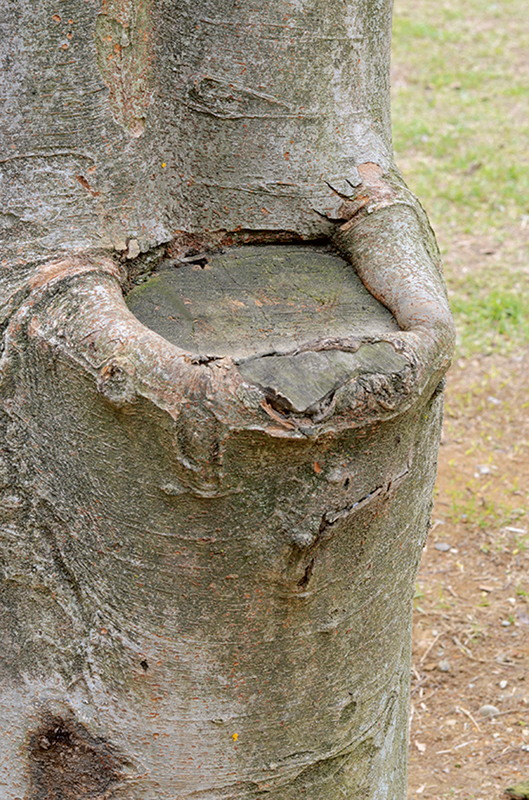 洋式便座の形をした樹の幹