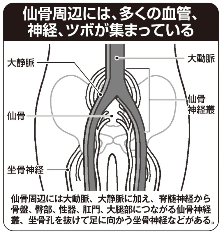 仙骨周辺の図