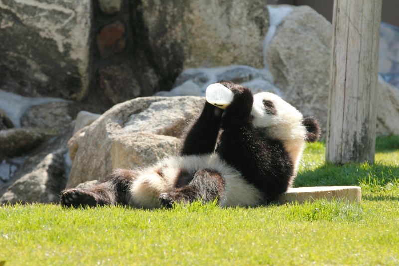 ミルクを飲む赤ちゃんパンダ