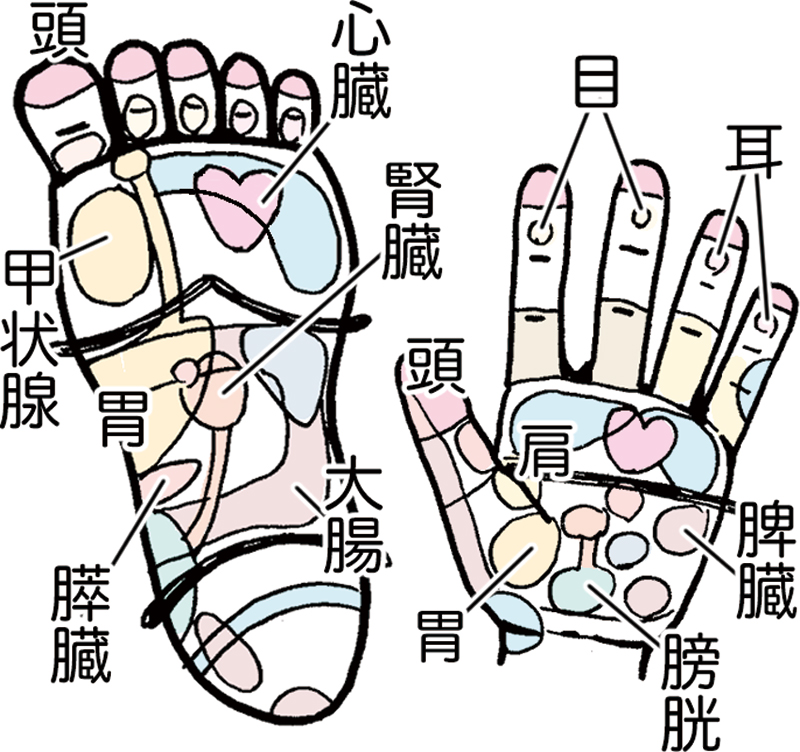 手のひらと足裏の反射区を解説したイラスト