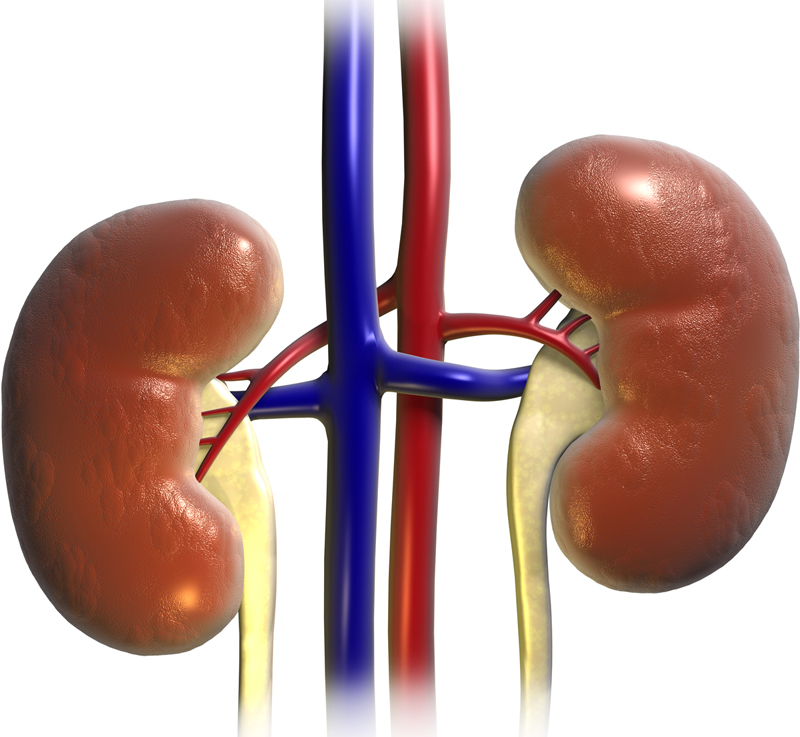 腎臓の模型