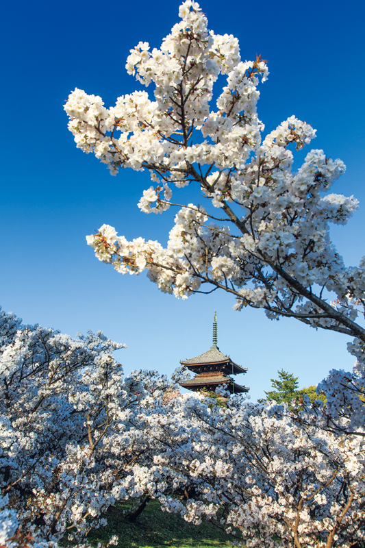 仁和寺の御室（おむろ）桜