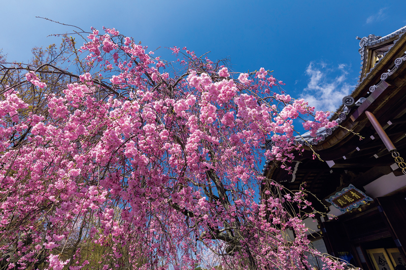 青蓮院門跡・青龍殿の枝垂（しだ）れ桜