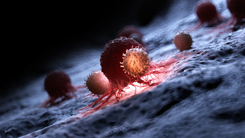 白血球の中の免疫細胞のイメージ