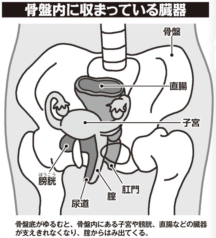 骨盤内に収まっている臓器