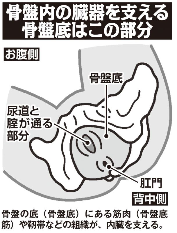 骨盤内の臓器を支える骨盤底図解