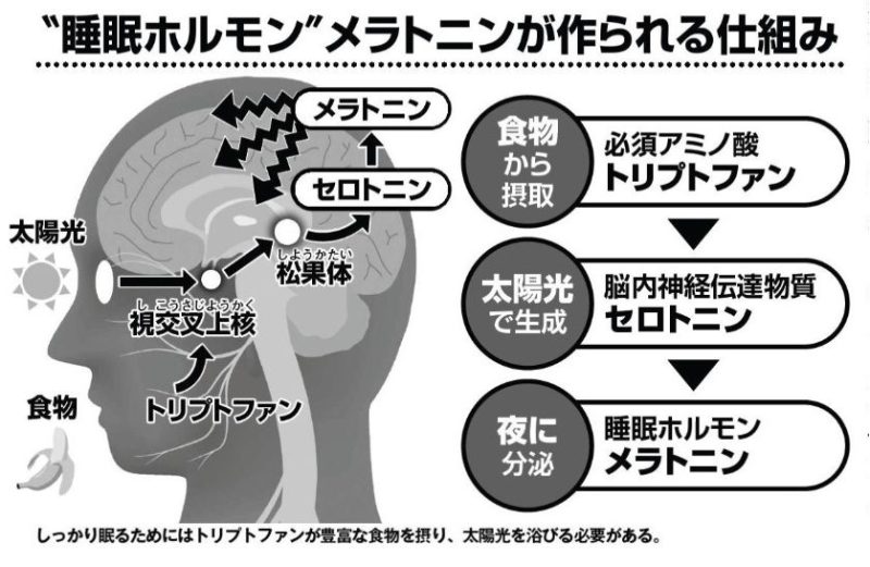 “睡眠ホルモン”メラトニンが作られる仕組み