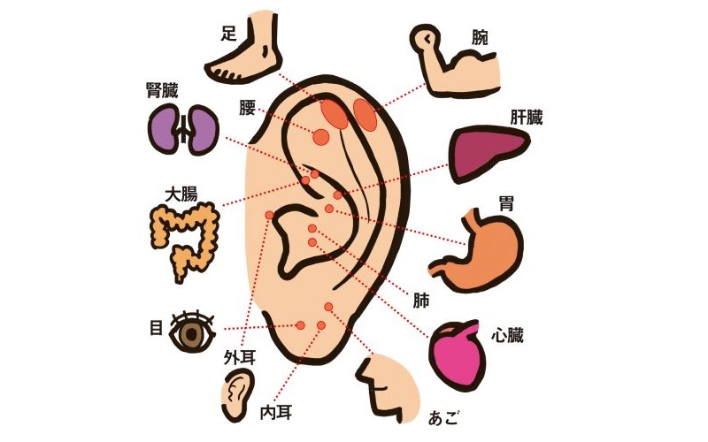 耳のツボとリンクする体の部位のイラスト
