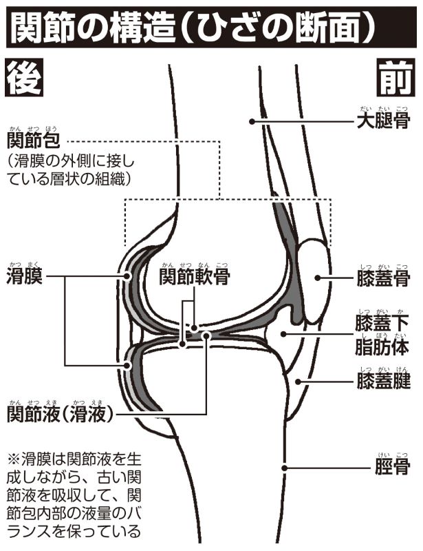 関節の構造（ひざの断面）