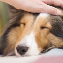 ペットの世話はうつ病の予防に効果的