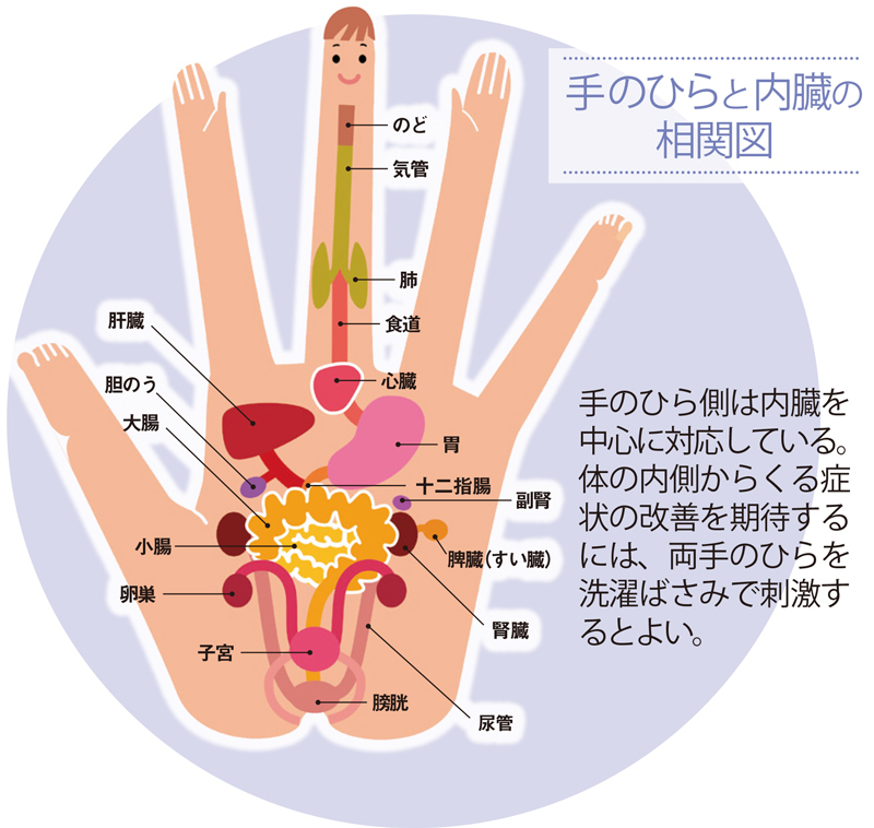 手のひらと内臓の相関図