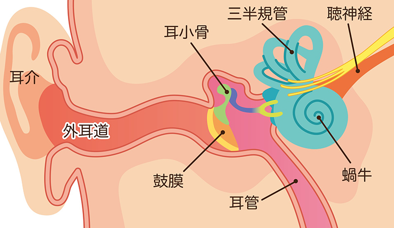 耳の器官