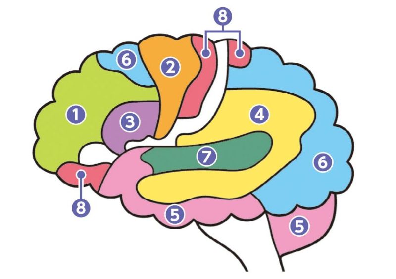 脳は役割ごとに8つのグループに分かれる