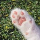 猫の肉球