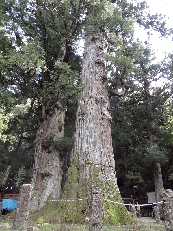 樹齢約1500年の『逆杉』