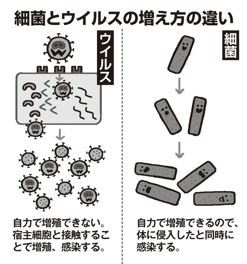 細菌とウイルスの増え方の違い