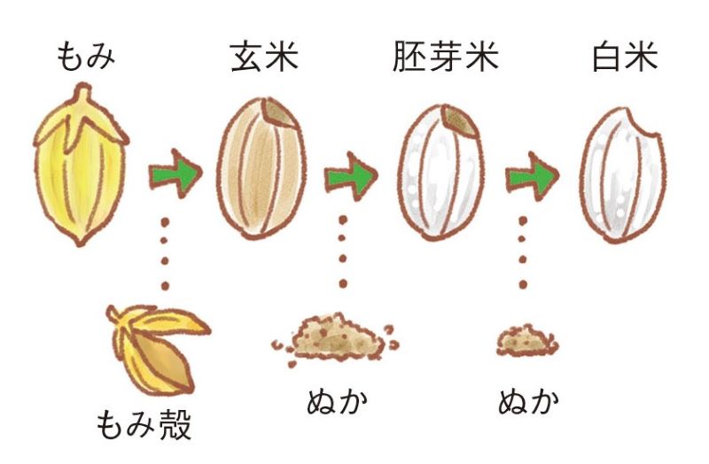 お米のもみから玄米、胚芽米、白米になるまでのイラスト