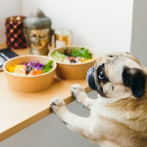 犬と食事