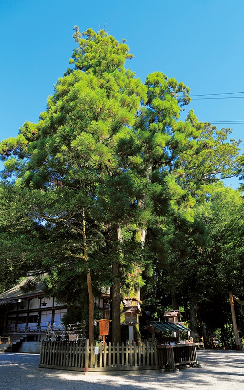 大神神社「巳の神杉」