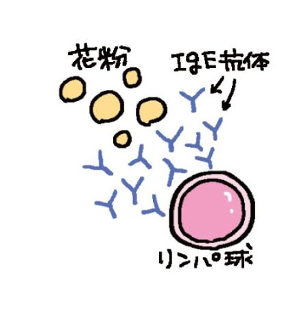 花粉とリンパ球とIgE抗体が作られるイラスト