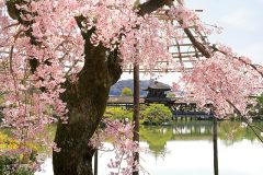 【京都】おすすめ桜とグルメスポット！紫式部が生涯を過ごした廬山寺、『光る君へ』ロケ地・平安神宮なども