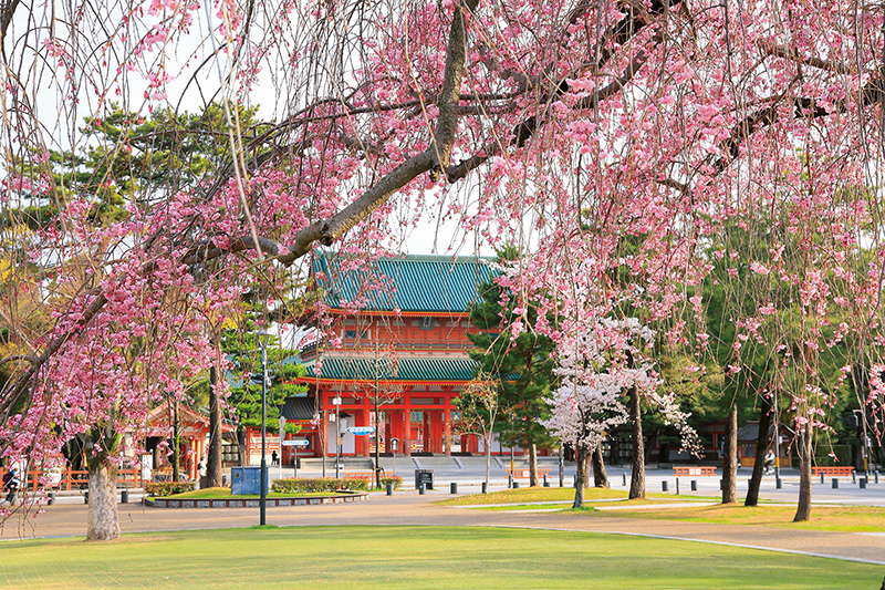 桜と平安神宮