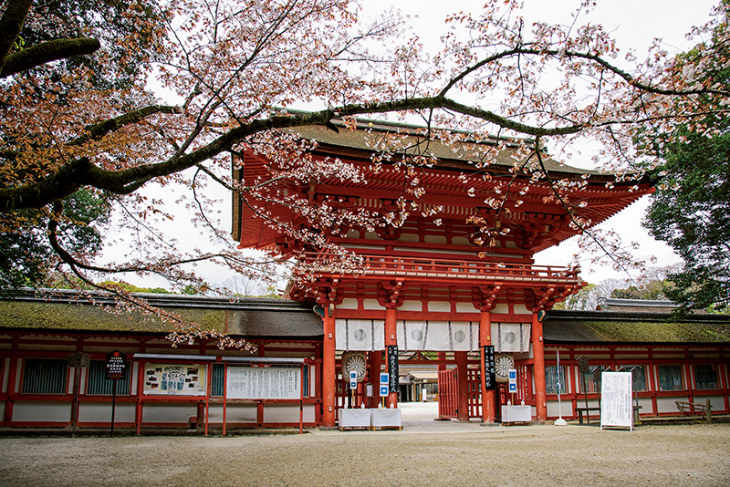 桜と下鴨神社