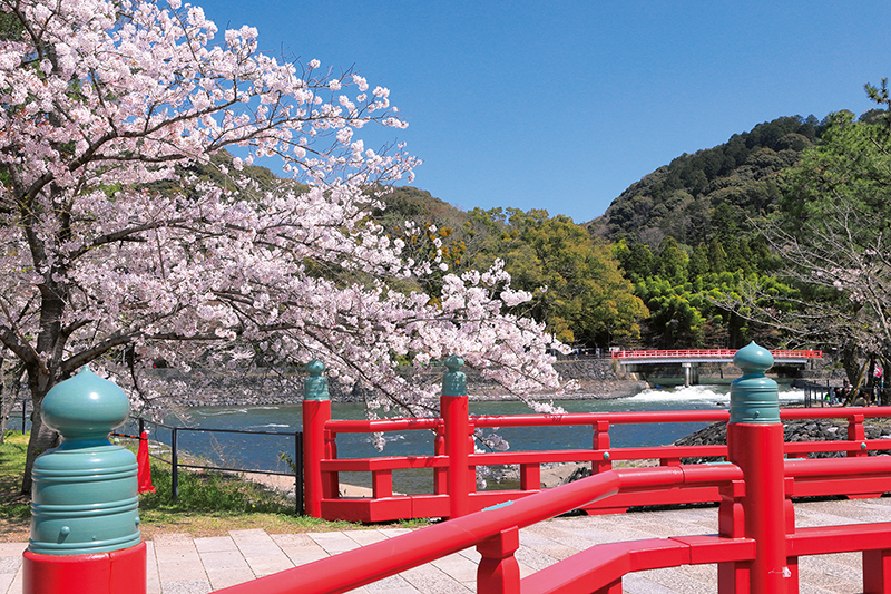 桜と宇治橋