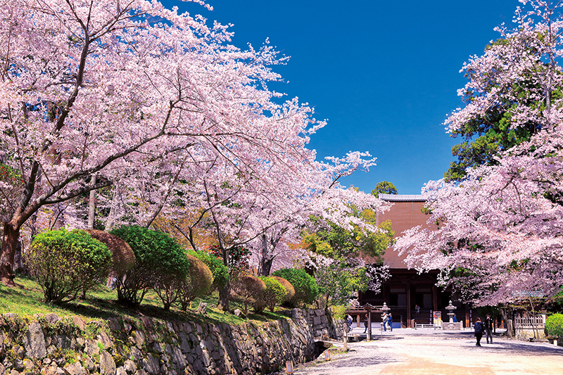 1000本を超えるソメイヨシノや山桜、しだれ桜が咲き誇る三井寺境内