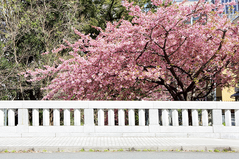 境内と通りを挟んで向かい側にある一条戻り橋で開花する河津桜