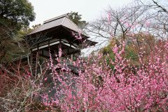 石山寺は月見の名所としても知られ、近江八景のひとつである「石山の秋月」に描かれる月見亭からは琵琶湖、瀬田川を一望できる。春には眼下に桜が咲き誇り、いまの季節は梅が見頃に