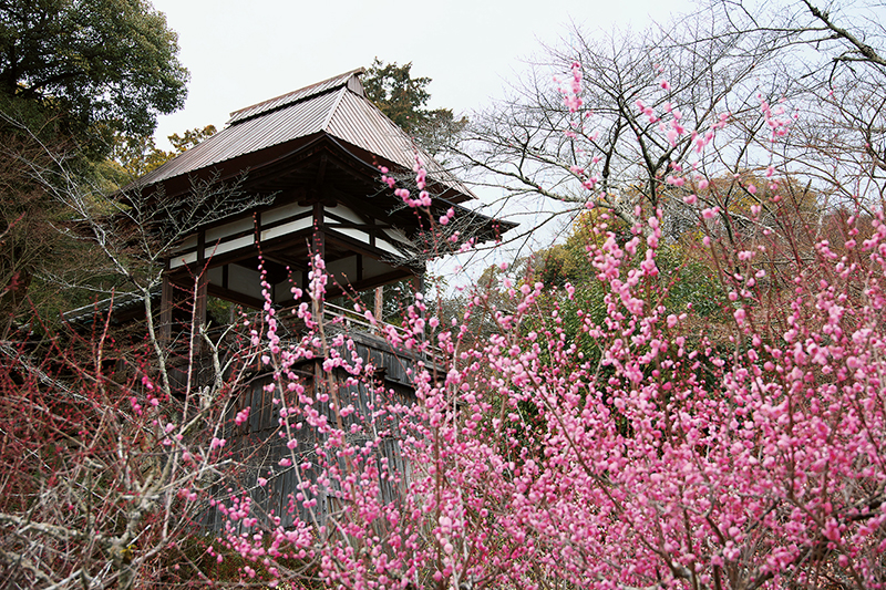 梅の花が咲く石山寺