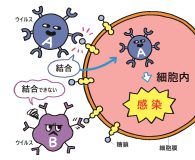 血液型別・注意すべき病気の傾向と対策「A型は胃がん、B型はすい臓がんの発症率が高い研究報告も」【医師解説】