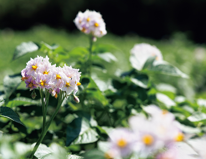 じゃがいもの花