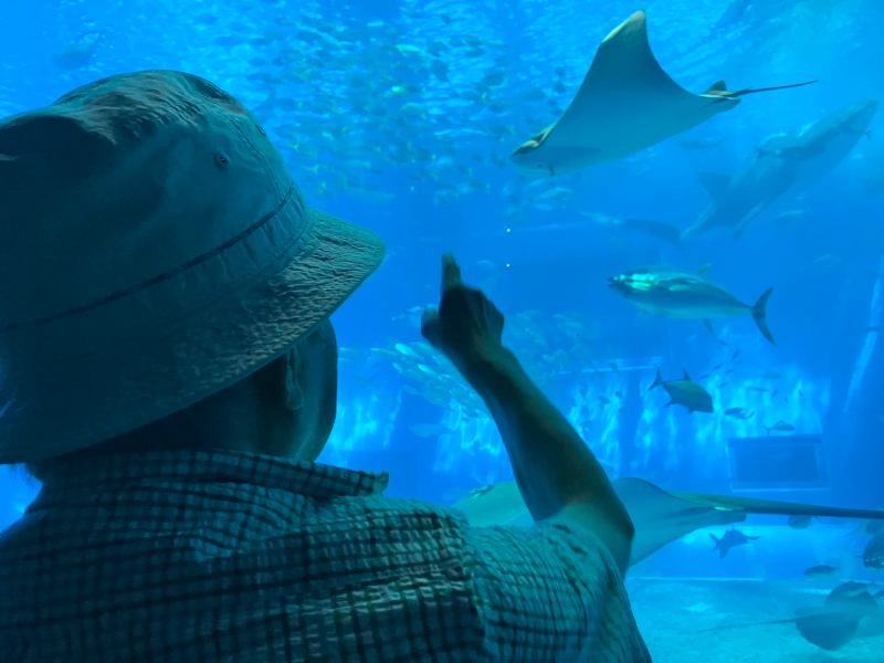 美ら海水族館を堪能する利用者